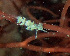  (Trinchesia albopunctata - NIB_CCM_0583)  @11 [ ] by_nc (2022) Picton, B.E. Queen's University, Belfast