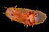  (Okenia elegans - NIB_CCM_0559)  @11 [ ] by_nc (2021) Picton, B.E. Queen's University, Belfast