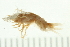  ( - NVAMP-0008)  @13 [ ] CreativeCommons - Attribution (2008) Unspecified Centre for Biodiversity Genomics