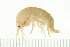  ( - NVAMP-0056)  @13 [ ] CreativeCommons - Attribution (2008) Unspecified Centre for Biodiversity Genomics