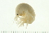  ( - NVAMP-0069)  @14 [ ] CreativeCommons - Attribution (2008) Unspecified Centre for Biodiversity Genomics