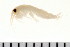  ( - CCNUN621)  @13 [ ] CreativeCommons - Attribution (2010) Unspecified Centre for Biodiversity Genomics