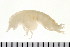  (Pontoporeiidae - NVAMP-0101)  @14 [ ] CreativeCommons - Attribution (2010) Unspecified Centre for Biodiversity Genomics