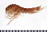  (Melita dentata - NVAMP-0113)  @14 [ ] CreativeCommons - Attribution (2010) Unspecified Centre for Biodiversity Genomics