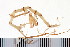  ( - NVAMP-0117)  @13 [ ] CreativeCommons - Attribution (2010) Unspecified Centre for Biodiversity Genomics