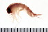  ( - NVAMP-0124)  @11 [ ] CreativeCommons - Attribution (2010) Unspecified Centre for Biodiversity Genomics