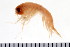  ( - NVAMP-0139)  @11 [ ] CreativeCommons - Attribution (2010) Unspecified Centre for Biodiversity Genomics
