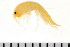  (Apherusa - NVAMP-0147)  @15 [ ] CreativeCommons - Attribution (2010) Unspecified Centre for Biodiversity Genomics