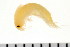  (Apherusa cf. glacialis - NVAMP-0148)  @13 [ ] CreativeCommons - Attribution (2010) Unspecified Centre for Biodiversity Genomics