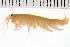  (Gammarus finmarchicus - NUN-0400)  @15 [ ] CreativeCommons - Attribution (2008) Unspecified Centre for Biodiversity Genomics