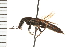  (Platydracus cinnamopterus - 05-CTATBI-0632)  @14 [ ] CreativeCommons - Attribution (2008) Unspecified Centre for Biodiversity Genomics