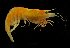  (Acanthephyra trispinosa - DSB_4650)  @11 [ ] Copyright (2020) Magdalini Christodoulou German Centre for Marine Biodiversity Research, Senckenberg am Meer