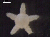  ( - DSB_3346)  @11 [ ] Copyright (2018) Magdalini Christodoulou German Center for Marine Biodiversity Research