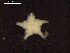  ( - DSB_3364)  @11 [ ] Copyright (2018) Magdalini Christodoulou German Center for Marine Biodiversity Research