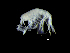  (Eusirogenes - DSB_3546)  @11 [ ] CreativeCommons  Attribution Non-Commercial Share-Alike (2019) Unspecified German Center for Marine Biodiversity Research