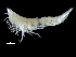  (Pseudotiron - DSB_3573)  @11 [ ] CreativeCommons  Attribution Non-Commercial Share-Alike (2019) Unspecified German Center for Marine Biodiversity Research