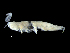  ( - DSB_3582)  @11 [ ] CreativeCommons  Attribution Non-Commercial Share-Alike (2019) Unspecified German Center for Marine Biodiversity Research
