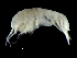  (Aceroides aff. edax - DSB_3583)  @11 [ ] CreativeCommons  Attribution Non-Commercial Share-Alike (2019) Unspecified German Center for Marine Biodiversity Research