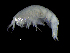  ( - DSB_3609)  @11 [ ] CreativeCommons  Attribution Non-Commercial Share-Alike (2019) Unspecified German Center for Marine Biodiversity Research