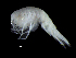  (Procyphocaris - DSB_3623)  @11 [ ] CreativeCommons  Attribution Non-Commercial Share-Alike (2019) Unspecified German Center for Marine Biodiversity Research