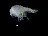  ( - DSB_3633)  @11 [ ] CreativeCommons  Attribution Non-Commercial Share-Alike (2019) Unspecified German Center for Marine Biodiversity Research
