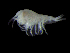  (Andaniexis aff. americana - DSB_3635)  @11 [ ] CreativeCommons  Attribution Non-Commercial Share-Alike (2019) Unspecified German Center for Marine Biodiversity Research