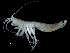  (Princaxelia - DSB_3643)  @11 [ ] CreativeCommons  Attribution Non-Commercial Share-Alike (2019) Unspecified German Center for Marine Biodiversity Research