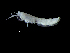  ( - DSB_3702)  @11 [ ] CreativeCommons  Attribution Non-Commercial Share-Alike (2019) Unspecified German Center for Marine Biodiversity Research