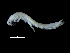  (Eperopeus - DSB_3704)  @11 [ ] CreativeCommons  Attribution Non-Commercial Share-Alike (2019) Unspecified German Center for Marine Biodiversity Research