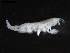  (Rhachotropis aff. calceolata - DSB_3749)  @11 [ ] CreativeCommons  Attribution Non-Commercial Share-Alike (2019) Unspecified German Center for Marine Biodiversity Research