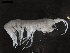  (Dorotea - DSB_3775)  @11 [ ] CreativeCommons  Attribution Non-Commercial Share-Alike (2019) Unspecified German Center for Marine Biodiversity Research