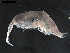  (Byblisoides - DSB_3787)  @11 [ ] CreativeCommons  Attribution Non-Commercial Share-Alike (2019) Unspecified German Center for Marine Biodiversity Research