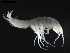  (Pardaliscopsis - DSB_3820)  @11 [ ] CreativeCommons  Attribution Non-Commercial Share-Alike (2019) Unspecified German Center for Marine Biodiversity Research