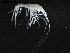  (Lepechinelloides - DSB_3824)  @11 [ ] CreativeCommons  Attribution Non-Commercial Share-Alike (2019) Unspecified German Center for Marine Biodiversity Research