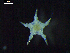  ( - DSB_2643)  @11 [ ] Copyright (2020) Magdalini Christodoulou German Centre for Marine Biodiversity Research, Senckenberg am Meer