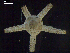  ( - DSB_3473)  @11 [ ] Copyright (2018) Magdalini Christodoulou German Center for Marine Biodiversity Research