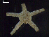  ( - DSB_3473)  @11 [ ] Copyright (2018) Magdalini Christodoulou German Center for Marine Biodiversity Research