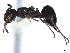  ( - BIOUG62753-B08)  @11 [ ] CreativeCommons - Attribution (2021) CBG Photography Group Centre for Biodiversity Genomics