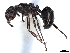  ( - BIOUG62753-B09)  @11 [ ] CreativeCommons - Attribution (2021) CBG Photography Group Centre for Biodiversity Genomics