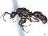  ( - BIOUG62753-D07)  @11 [ ] CreativeCommons - Attribution (2021) CBG Photography Group Centre for Biodiversity Genomics