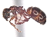  ( - BIOUG62753-D08)  @11 [ ] CreativeCommons - Attribution (2021) CBG Photography Group Centre for Biodiversity Genomics