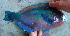  ( - CD2 250417)  @11 [ ] Copyright (2019) Jean-Dominique Durand Institut de Recherche pour le Développement