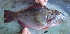  ( - CD3 250417)  @11 [ ] Copyright (2019) Jean-Dominique Durand Institut de Recherche pour le Développement