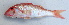  ( - CD15117-14)  @11 [ ] Copyright (2019) Jean-Dominique Durand Institut de Recherche pour le Développement