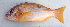  (Lutjanus quinquelineatus - CD15117-18)  @11 [ ] Copyright (2019) Jean-Dominique Durand Institut de Recherche pour le Développement
