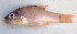  (Ostorhinchus chrysopomus - CD15117-19)  @11 [ ] Copyright (2019) Jean-Dominique Durand Institut de Recherche pour le Développement