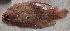  (Pseudorhombus dupliciocellatus - CD15117-4)  @11 [ ] Copyright (2019) Jean-Dominique Durand Institut de Recherche pour le Développement