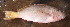 ( - CD161117-3)  @11 [ ] Copyright (2019) Jean-Dominique Durand Institut de Recherche pour le Développement