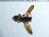 (Polistes japonicus - 18TBK-029)  @12 [ ] Copyright (2019) Komine Yukio Tokyo National Research Institute for Cultural Properties