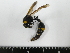  (Eumenes micado - 19TBK-041)  @11 [ ] Copyright (2019) Komine Yukio Tokyo National Research Institute for Cultural Properties